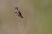 Oiseaux