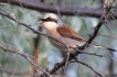 Oiseaux