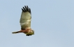 Oiseaux