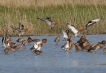 Oiseaux