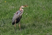 Oiseaux