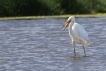 Oiseaux