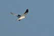 Oiseaux