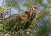 Oiseaux