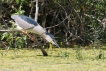 Oiseaux