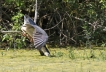 Oiseaux