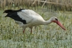 Oiseaux