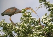 Oiseaux