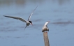 Oiseaux