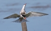 Oiseaux