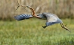 Oiseaux