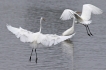 Oiseaux