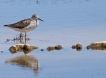 Oiseaux