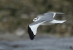 Oiseaux