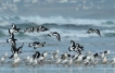 Oiseaux