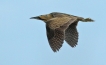 Oiseaux