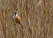 Oiseaux