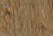 Oiseaux