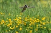 Oiseaux
