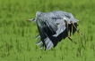 Oiseaux