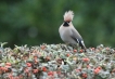 Oiseaux