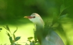 Oiseaux