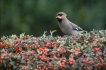 Oiseaux