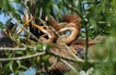 Oiseaux