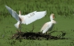 Oiseaux