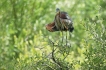 Oiseaux