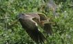 Oiseaux