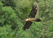 Oiseaux