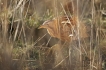 Oiseaux