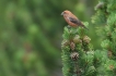 Oiseaux