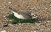 Oiseaux