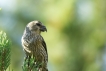 Oiseaux