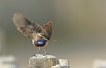 Oiseaux