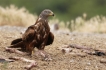 Oiseaux