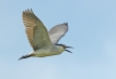 Oiseaux