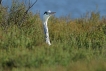Oiseaux