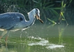 Oiseaux