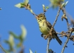 Oiseaux