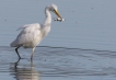 Oiseaux