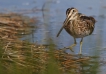 Oiseaux