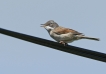 Oiseaux