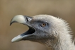 Oiseaux
