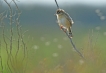 Oiseaux