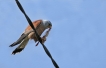 Oiseaux