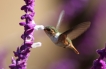 Oiseaux