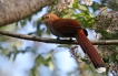 Oiseaux